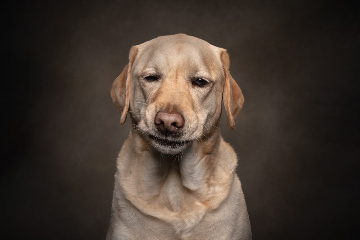 Dogs are the best people - portraits de chiens par Frog Dog Studios Dogs are the best people portraits de chiens par Frog Dog Studios 11 Dogs-are-the-best-people-portraits-de-chiens-par-Frog-Dog-Studios-11
