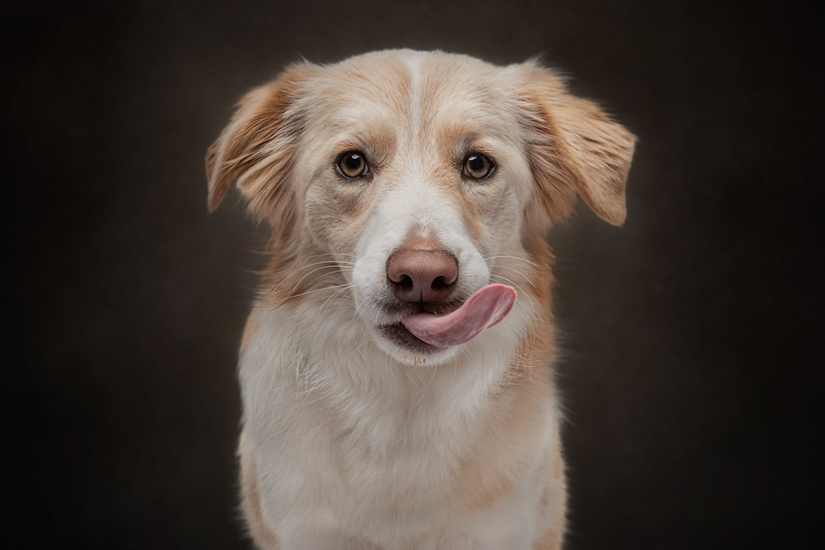 Dogs are the best people - portraits de chiens par Frog Dog Studios Dogs are the best people portraits de chiens par Frog Dog Studios 12 Dogs-are-the-best-people-portraits-de-chiens-par-Frog-Dog-Studios-12