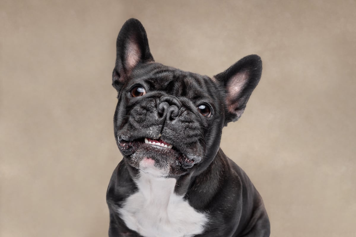 Dogs are the best people - portraits de chiens par Frog Dog Studios Dogs are the best people portraits de chiens par Frog Dog Studios 13 Dogs-are-the-best-people-portraits-de-chiens-par-Frog-Dog-Studios-13