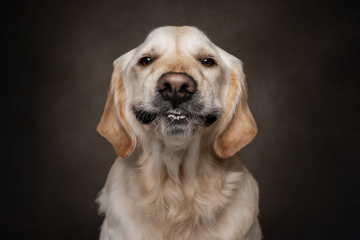 Dogs are the best people - portraits de chiens par Frog Dog Studios Dogs are the best people portraits de chiens par Frog Dog Studios 14 Dogs-are-the-best-people-portraits-de-chiens-par-Frog-Dog-Studios-14