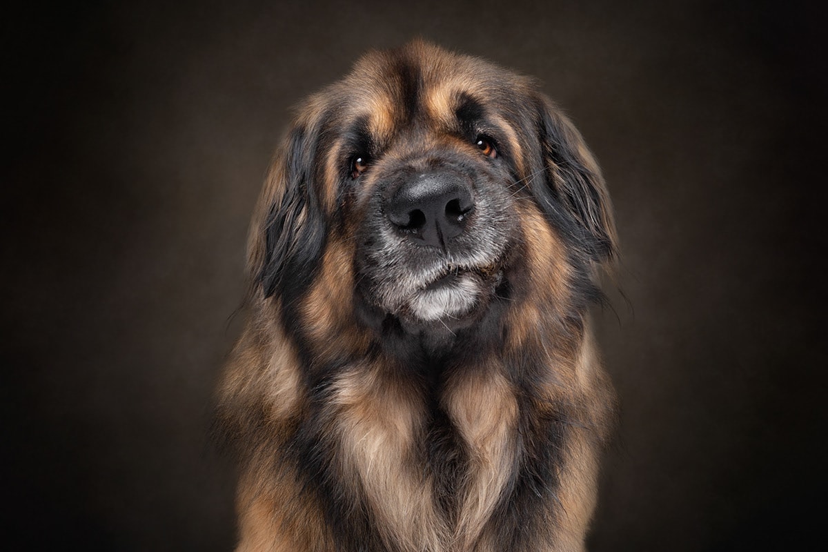 Dogs are the best people - portraits de chiens par Frog Dog Studios Dogs are the best people portraits de chiens par Frog Dog Studios 15 Dogs-are-the-best-people-portraits-de-chiens-par-Frog-Dog-Studios-15