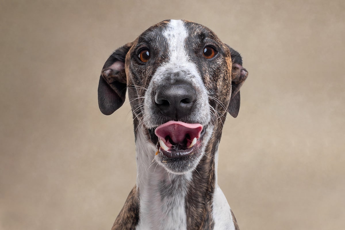 Dogs are the best people - portraits de chiens par Frog Dog Studios Dogs are the best people portraits de chiens par Frog Dog Studios 16 Dogs-are-the-best-people-portraits-de-chiens-par-Frog-Dog-Studios-16