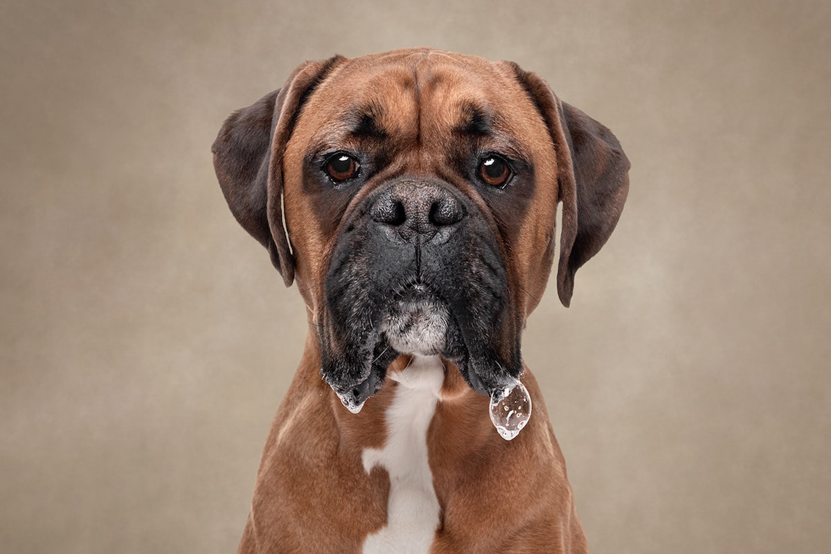 Dogs are the best people - portraits de chiens par Frog Dog Studios Dogs are the best people portraits de chiens par Frog Dog Studios 17 Dogs-are-the-best-people-portraits-de-chiens-par-Frog-Dog-Studios-17
