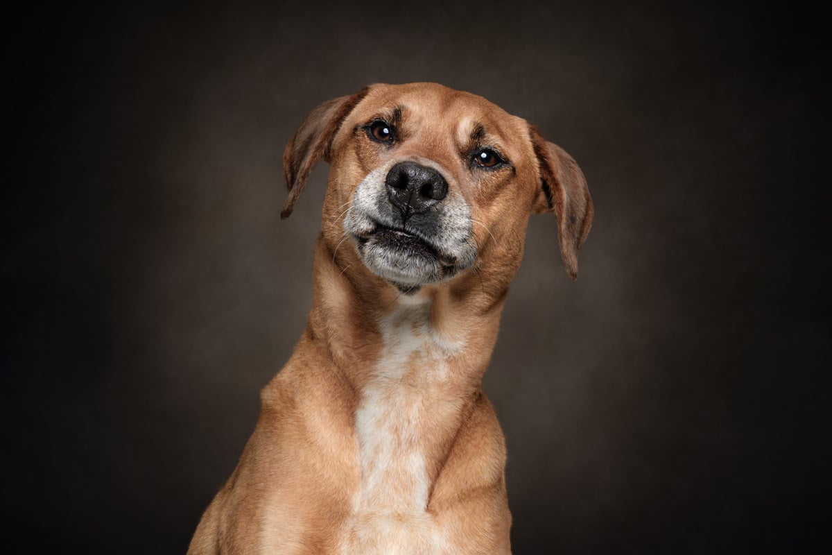 Dogs are the best people - portraits de chiens par Frog Dog Studios Dogs are the best people portraits de chiens par Frog Dog Studios 18 Dogs-are-the-best-people-portraits-de-chiens-par-Frog-Dog-Studios-18