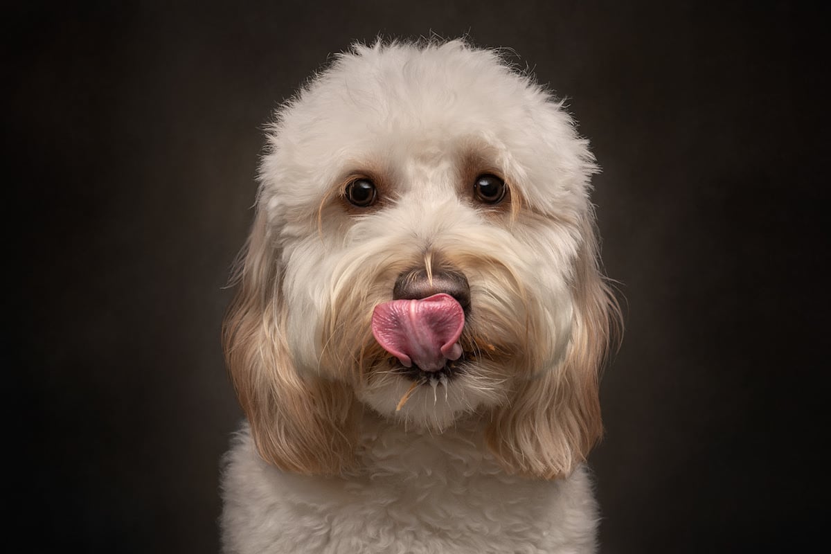 Dogs are the best people - portraits de chiens par Frog Dog Studios Dogs are the best people portraits de chiens par Frog Dog Studios 19 Dogs-are-the-best-people-portraits-de-chiens-par-Frog-Dog-Studios-19