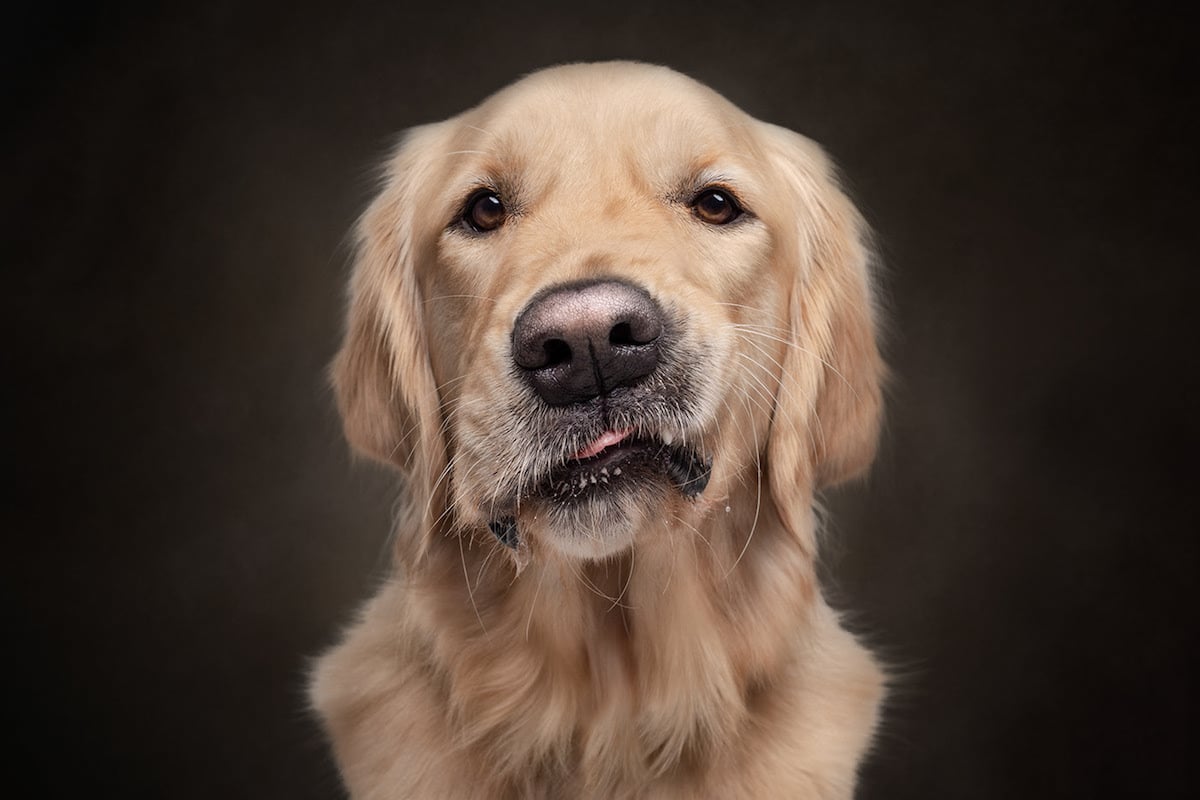 Dogs are the best people - portraits de chiens par Frog Dog Studios Dogs are the best people portraits de chiens par Frog Dog Studios 2 Dogs-are-the-best-people-portraits-de-chiens-par-Frog-Dog-Studios-2