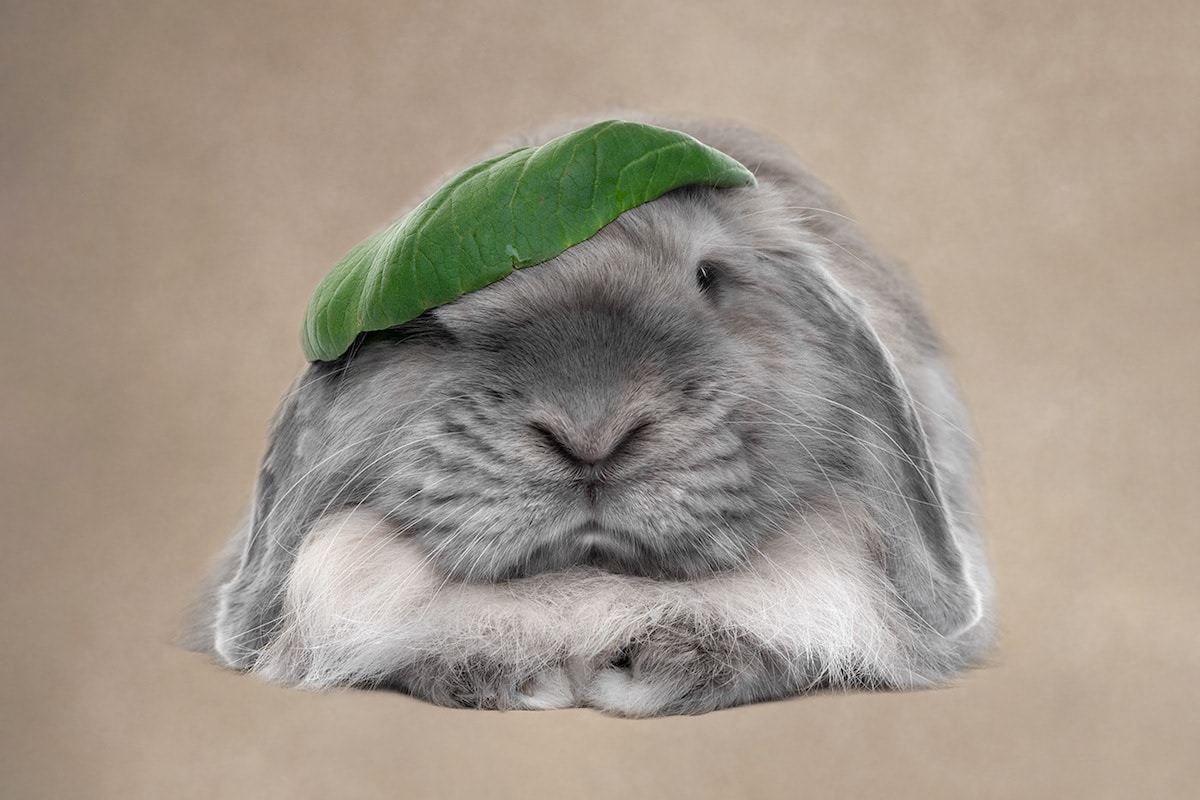 Dogs are the best people - portraits de chiens par Frog Dog Studios Dogs are the best people portraits de chiens par Frog Dog Studios 20 Dogs-are-the-best-people-portraits-de-chiens-par-Frog-Dog-Studios-20