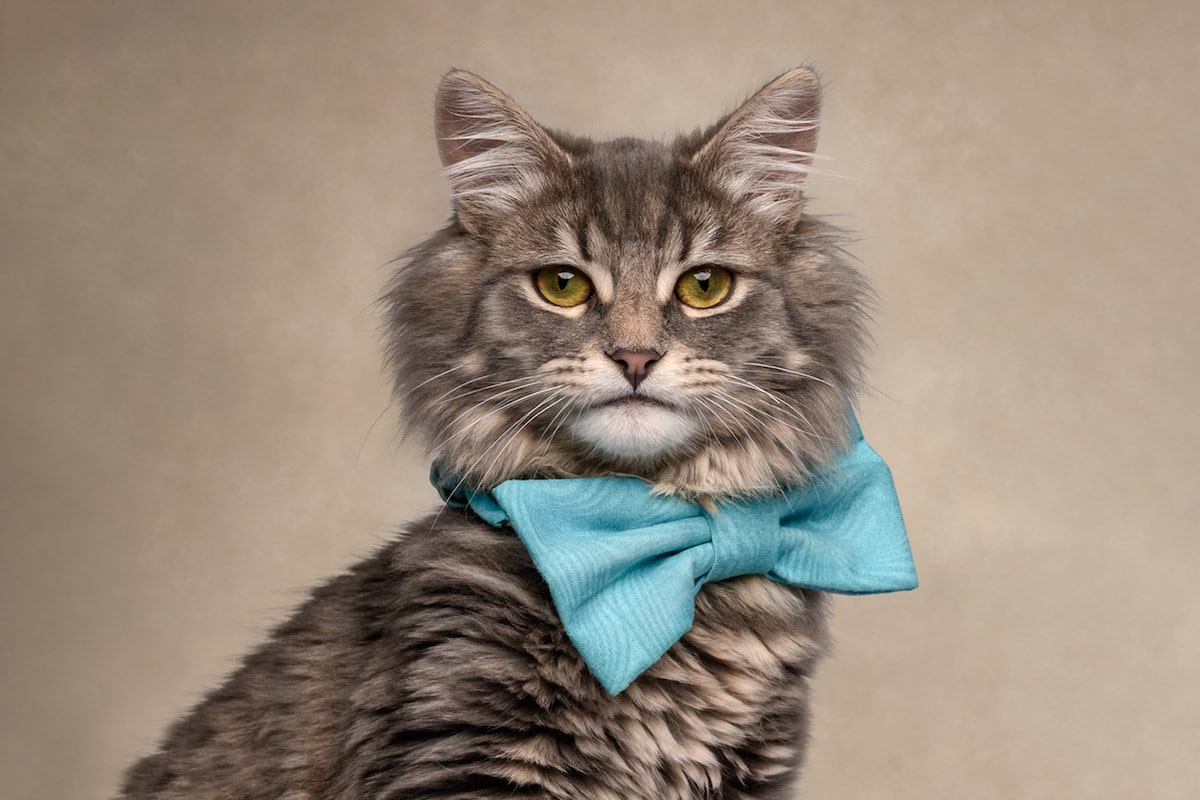 Dogs are the best people - portraits de chiens par Frog Dog Studios Dogs are the best people portraits de chiens par Frog Dog Studios 21 Dogs-are-the-best-people-portraits-de-chiens-par-Frog-Dog-Studios-21