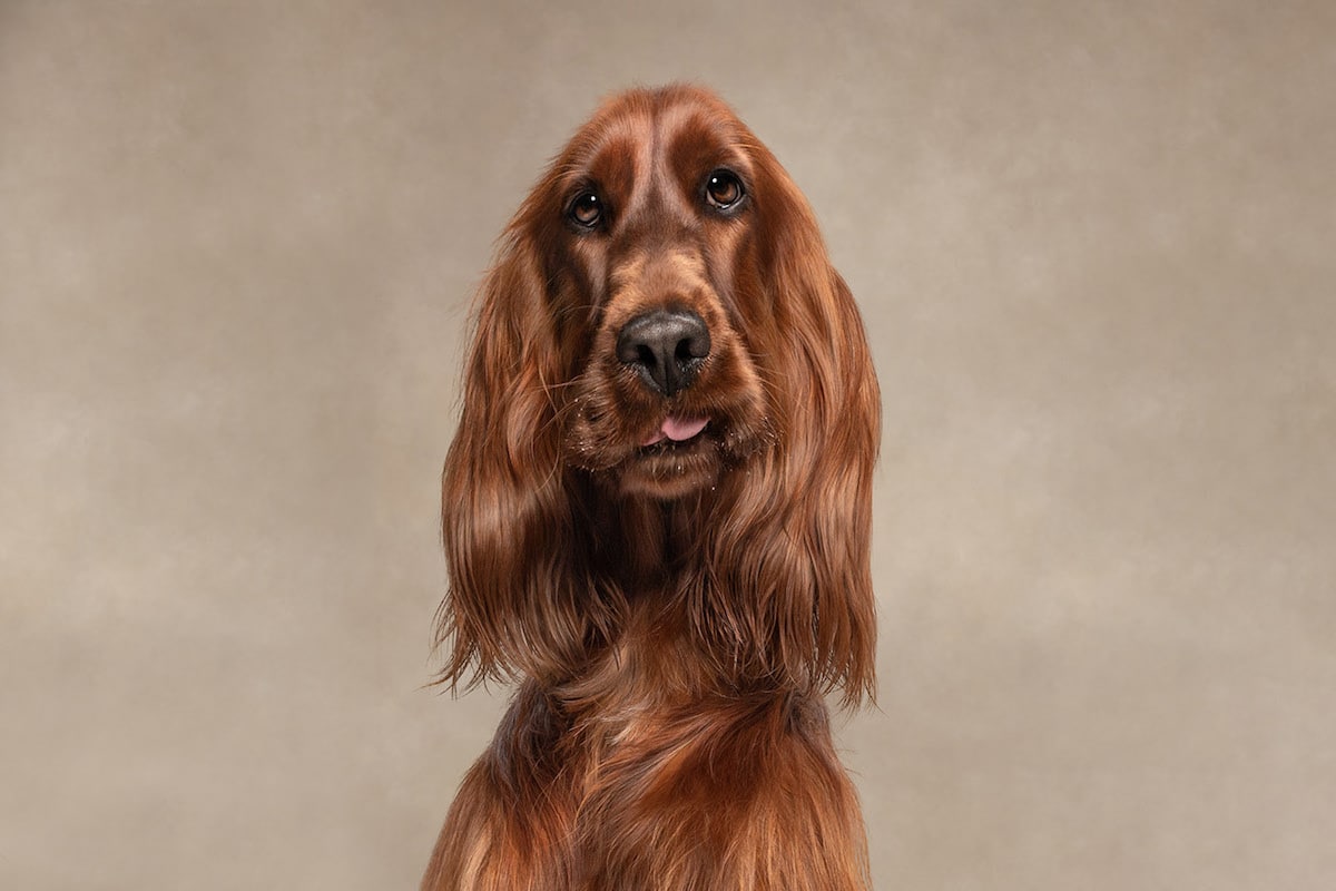 Dogs are the best people - portraits de chiens par Frog Dog Studios Dogs are the best people portraits de chiens par Frog Dog Studios 3 Dogs-are-the-best-people-portraits-de-chiens-par-Frog-Dog-Studios-3