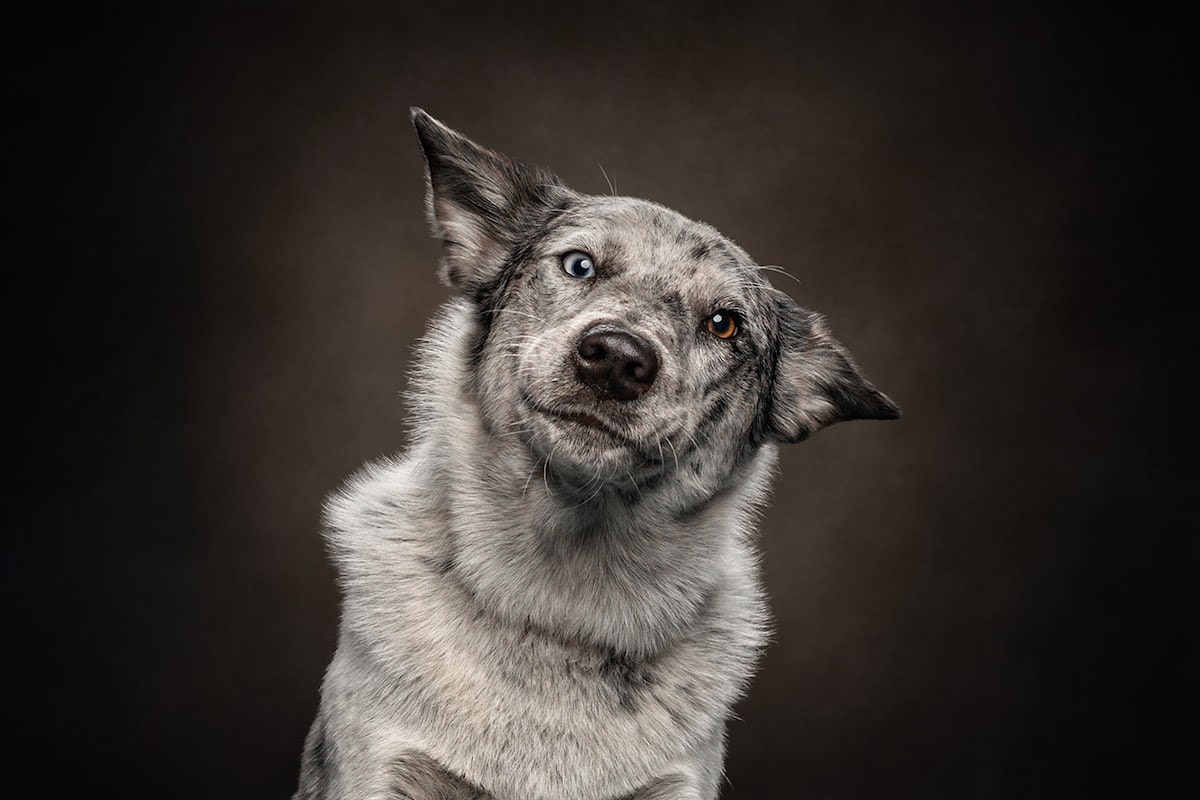 Dogs are the best people - portraits de chiens par Frog Dog Studios Dogs are the best people portraits de chiens par Frog Dog Studios 4 Dogs-are-the-best-people-portraits-de-chiens-par-Frog-Dog-Studios-4