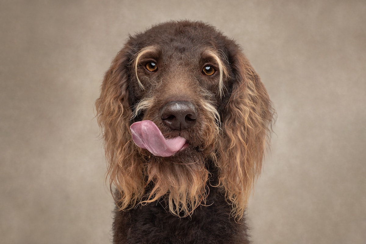 Dogs are the best people - portraits de chiens par Frog Dog Studios Dogs are the best people portraits de chiens par Frog Dog Studios 5 Dogs-are-the-best-people-portraits-de-chiens-par-Frog-Dog-Studios-5