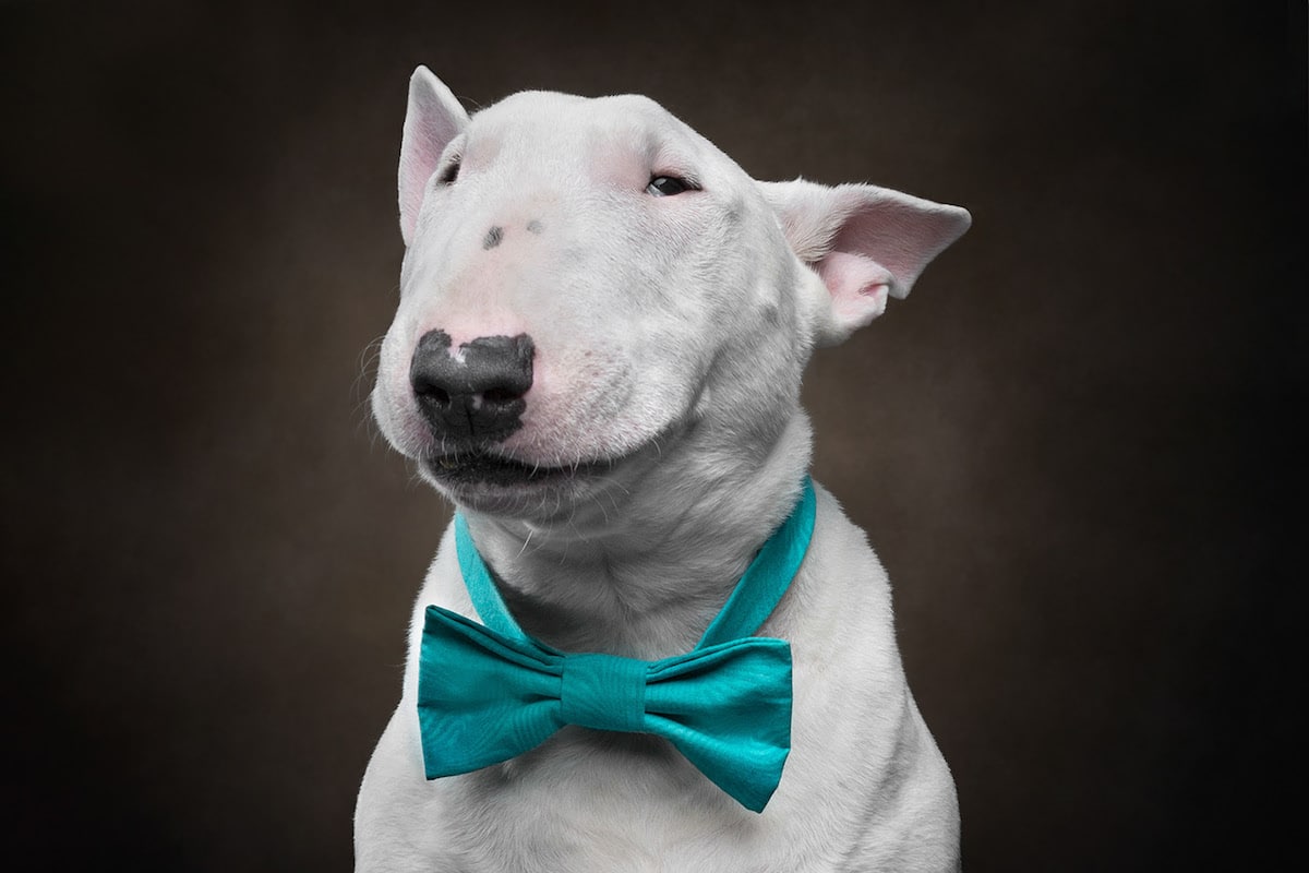 Dogs are the best people - portraits de chiens par Frog Dog Studios Dogs are the best people portraits de chiens par Frog Dog Studios 6 Dogs-are-the-best-people-portraits-de-chiens-par-Frog-Dog-Studios-6