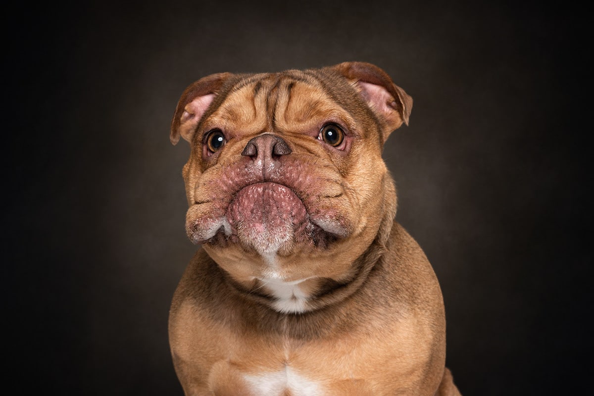 Dogs are the best people - portraits de chiens par Frog Dog Studios Dogs are the best people portraits de chiens par Frog Dog Studios 7 Dogs-are-the-best-people-portraits-de-chiens-par-Frog-Dog-Studios-7