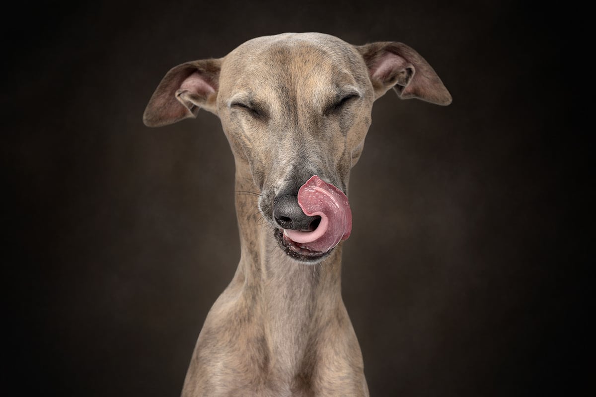 Dogs are the best people - portraits de chiens par Frog Dog Studios Dogs are the best people portraits de chiens par Frog Dog Studios 8 Dogs-are-the-best-people-portraits-de-chiens-par-Frog-Dog-Studios-8