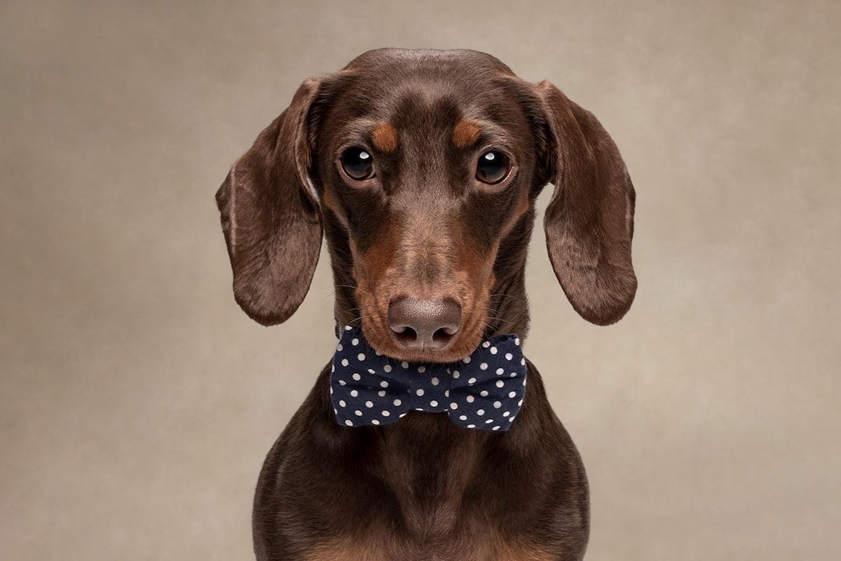 Dogs are the best people - portraits de chiens par Frog Dog Studios Dogs are the best people portraits de chiens par Frog Dog Studios 9 Dogs-are-the-best-people-portraits-de-chiens-par-Frog-Dog-Studios-9