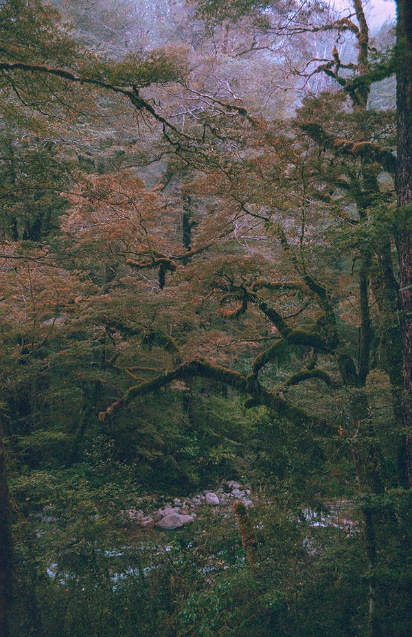 It Devours - la beauté sauvage de la Nouvelle Zélande par Chiara Zonca It Devours la beaute sauvage de la Nouvelle Zelande par Chiara Zonca 4 It-Devours-la-beaute-sauvage-de-la-Nouvelle-Zelande-par-Chiara-Zonca-4