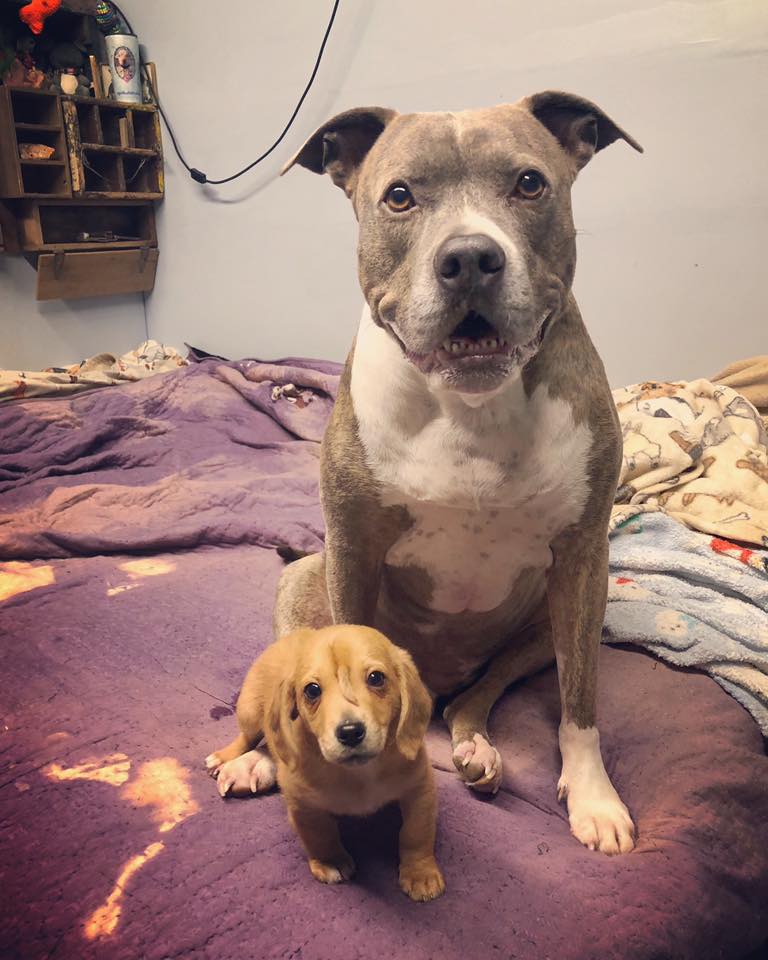 Narwhal le chiot licorne avec une queue au milieu du front Narwhal le chiot licorne avec une queue au milieu du front 2 Narwhal-le-chiot-licorne-avec-une-queue-au-milieu-du-front-2