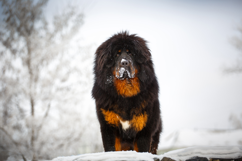 Le Mastiff du Tibet, chien le plus cher du monde beaute du mastiff du Tibet dogue tibetain 4 beaute-du-mastiff-du-Tibet-dogue-tibetain-4.