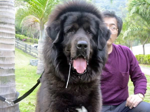 Le Mastiff du Tibet, chien le plus cher du monde l imposante beaute du mastiff du Tibet dogue tibetain 11 l-imposante-beaute-du-mastiff-du-Tibet-dogue-tibetain-11