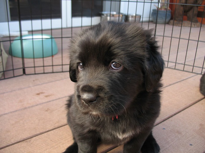Le Mastiff du Tibet, chien le plus cher du monde l imposante beaute du mastiff du Tibet dogue tibetain 12 l-imposante-beaute-du-mastiff-du-Tibet-dogue-tibetain-12