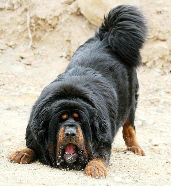 Le Mastiff du Tibet, chien le plus cher du monde l imposante beaute du mastiff du Tibet dogue tibetain 13 l-imposante-beaute-du-mastiff-du-Tibet-dogue-tibetain-13