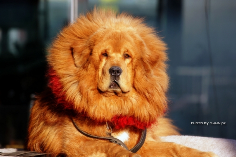 Le Mastiff du Tibet, chien le plus cher du monde l imposante beaute du mastiff du Tibet dogue tibetain 14 l-imposante-beaute-du-mastiff-du-Tibet-dogue-tibetain-14