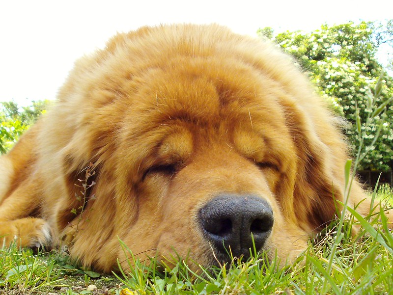 Le Mastiff du Tibet, chien le plus cher du monde l imposante beaute du mastiff du Tibet dogue tibetain 16 l-imposante-beaute-du-mastiff-du-Tibet-dogue-tibetain-16