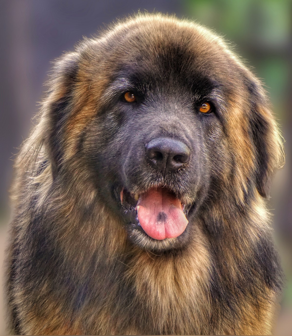 Le Mastiff du Tibet, chien le plus cher du monde l imposante beaute du mastiff du Tibet dogue tibetain 19 l-imposante-beaute-du-mastiff-du-Tibet-dogue-tibetain-19