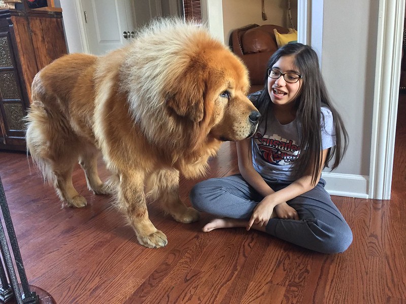 Le Mastiff du Tibet, chien le plus cher du monde l imposante beaute du mastiff du Tibet dogue tibetain 2 l-imposante-beaute-du-mastiff-du-Tibet-dogue-tibetain-2
