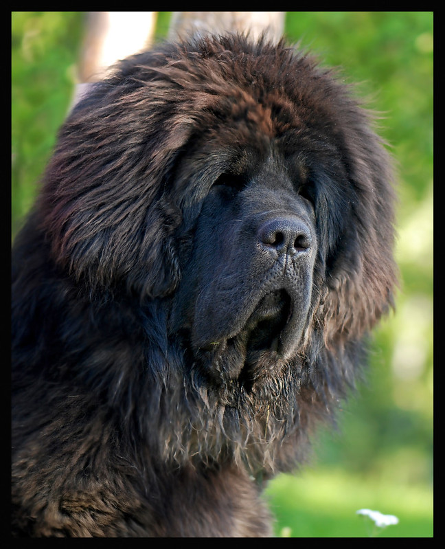 Le Mastiff du Tibet, chien le plus cher du monde l imposante beaute du mastiff du Tibet dogue tibetain 4 l-imposante-beaute-du-mastiff-du-Tibet-dogue-tibetain-4