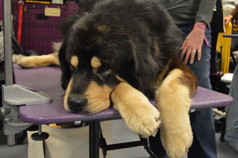 Le Mastiff du Tibet, chien le plus cher du monde l imposante beaute du mastiff du Tibet dogue tibetain 5 l-imposante-beaute-du-mastiff-du-Tibet-dogue-tibetain-5