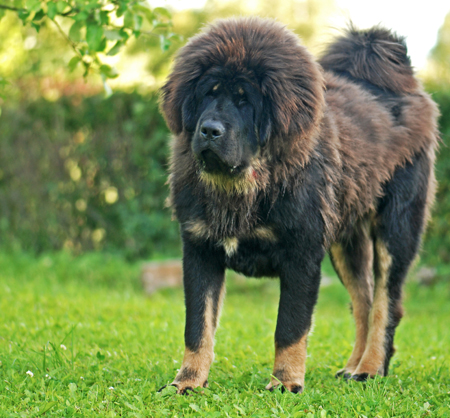 Le Mastiff du Tibet, chien le plus cher du monde l imposante beaute du mastiff du Tibet dogue tibetain 6 l-imposante-beaute-du-mastiff-du-Tibet-dogue-tibetain-6