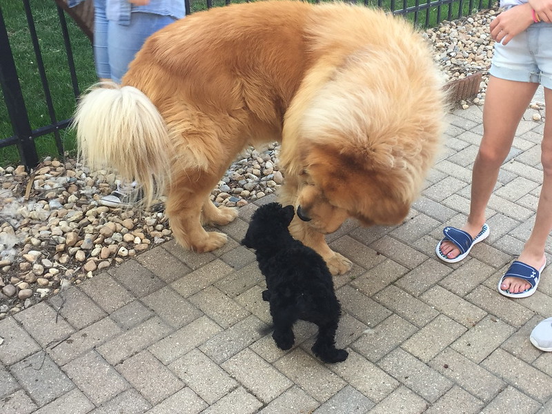 Le Mastiff du Tibet, chien le plus cher du monde l imposante beaute du mastiff du Tibet dogue tibetain 7 l-imposante-beaute-du-mastiff-du-Tibet-dogue-tibetain-7