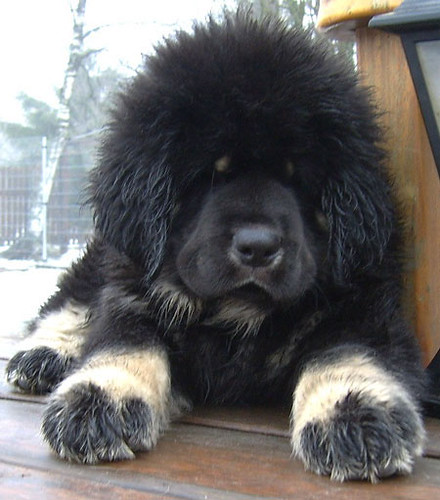 Le Mastiff du Tibet, chien le plus cher du monde l imposante beaute du mastiff du Tibet dogue tibetain 9 l-imposante-beaute-du-mastiff-du-Tibet-dogue-tibetain-9