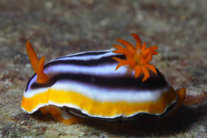 La diversité de la beauté des limaces de mer La diversite de la beaute des limaces de mer sea slug 15 La-diversite-de-la-beaute-des-limaces-de-mer-sea-slug-15