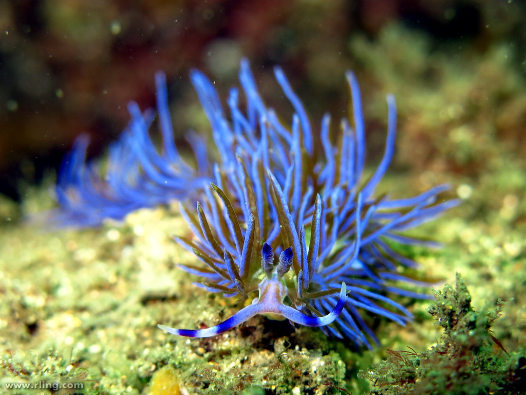 La diversité de la beauté des limaces de mer La diversite de la beaute des limaces de mer sea slug 18 La-diversite-de-la-beaute-des-limaces-de-mer-sea-slug-18