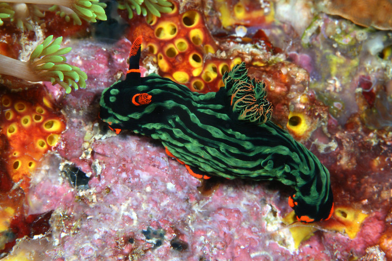 La diversité de la beauté des limaces de mer La diversite de la beaute des limaces de mer sea slug 19 La-diversite-de-la-beaute-des-limaces-de-mer-sea-slug-19
