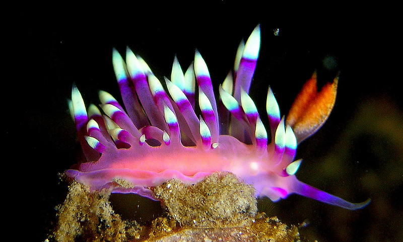 La diversité de la beauté des limaces de mer La diversite de la beaute des limaces de mer sea slug 20 La-diversite-de-la-beaute-des-limaces-de-mer-sea-slug-20