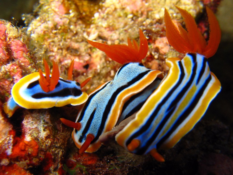 La diversité de la beauté des limaces de mer La diversite de la beaute des limaces de mer sea slug 21 La-diversite-de-la-beaute-des-limaces-de-mer-sea-slug-21.