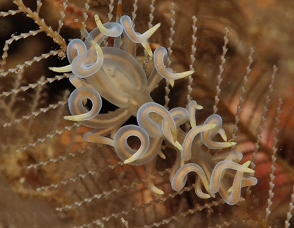 La diversité de la beauté des limaces de mer La diversite de la beaute des limaces de mer sea slug 22 La-diversite-de-la-beaute-des-limaces-de-mer-sea-slug-22