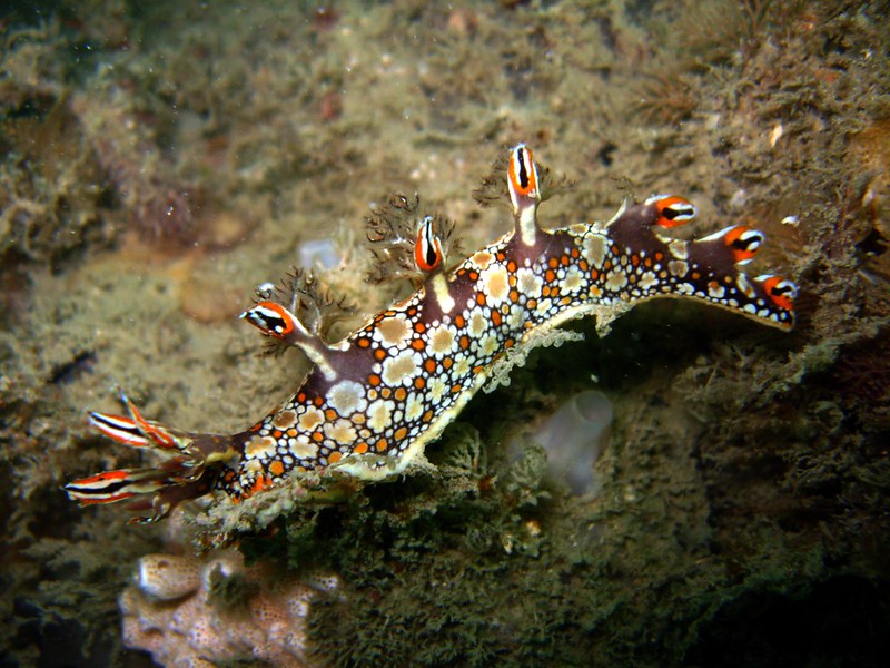 La diversité de la beauté des limaces de mer La diversite de la beaute des limaces de mer sea slug 24 La-diversite-de-la-beaute-des-limaces-de-mer-sea-slug-24
