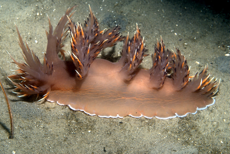 La diversité de la beauté des limaces de mer La diversite de la beaute des limaces de mer sea slug 25 La-diversite-de-la-beaute-des-limaces-de-mer-sea-slug-25