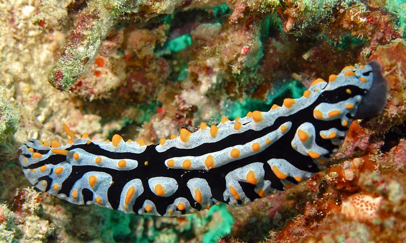 La diversité de la beauté des limaces de mer La diversite de la beaute des limaces de mer sea slug 26 La-diversite-de-la-beaute-des-limaces-de-mer-sea-slug-26