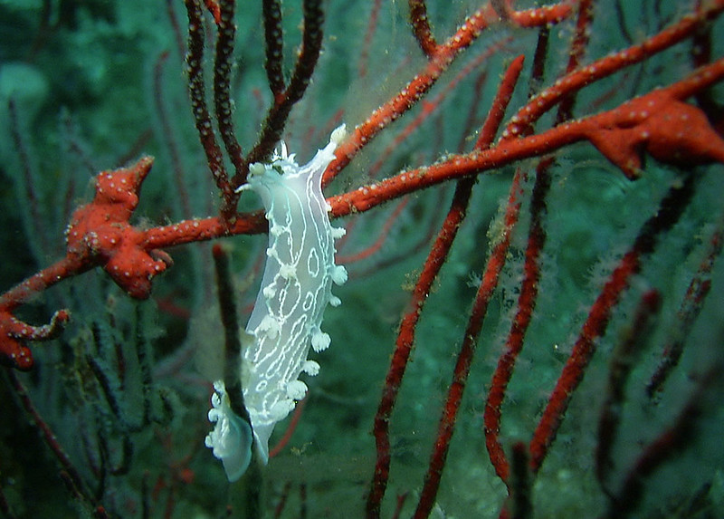 La diversité de la beauté des limaces de mer La diversite de la beaute des limaces de mer sea slug 7 La-diversite-de-la-beaute-des-limaces-de-mer-sea-slug-7