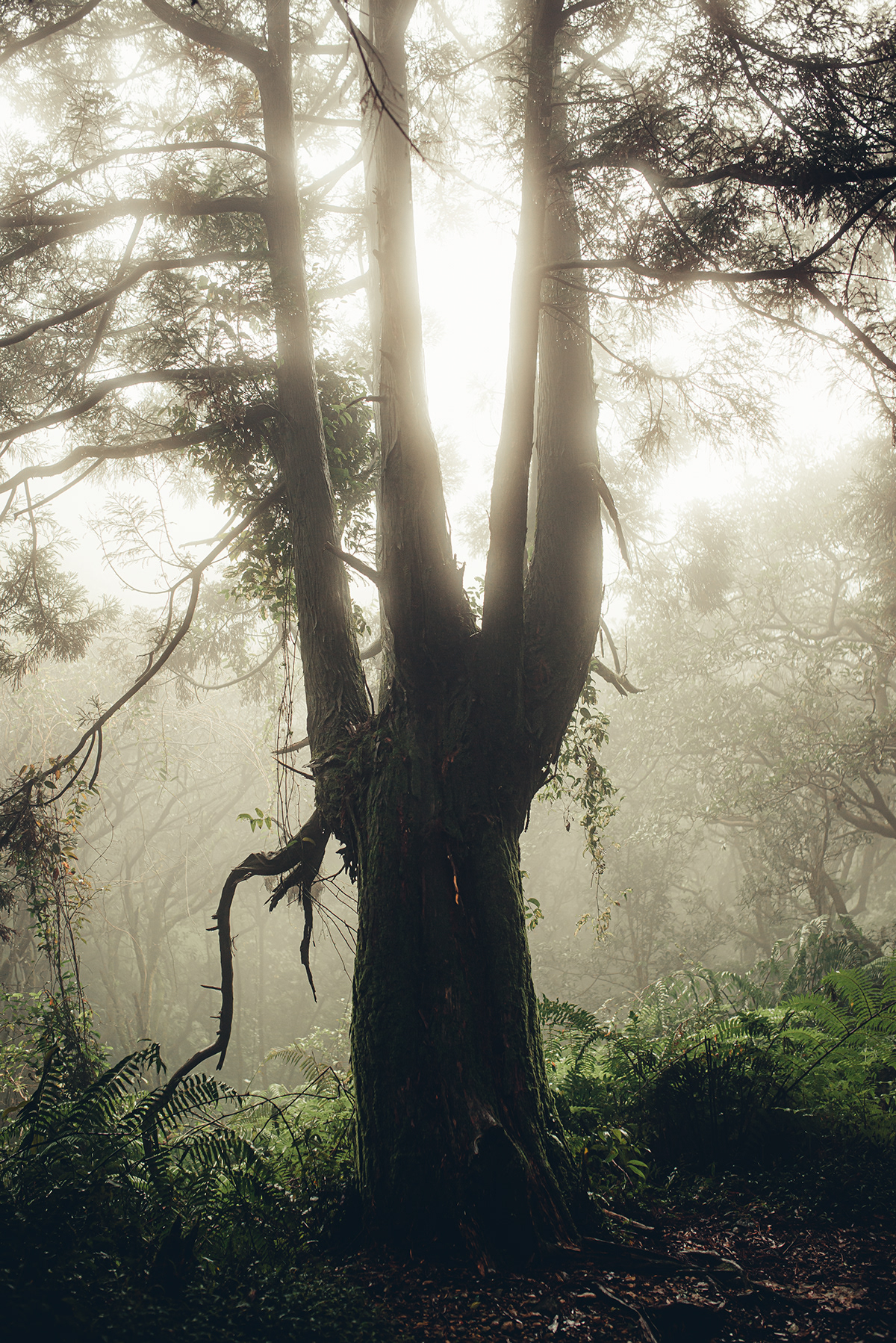 La région de Lengshuikeng à Taiwan par Bo wen Huang La region de Lengshuikeng a Taiwan par Bo wen Huang 8 La-region-de-Lengshuikeng-a-Taiwan-par-Bo-wen-Huang-8