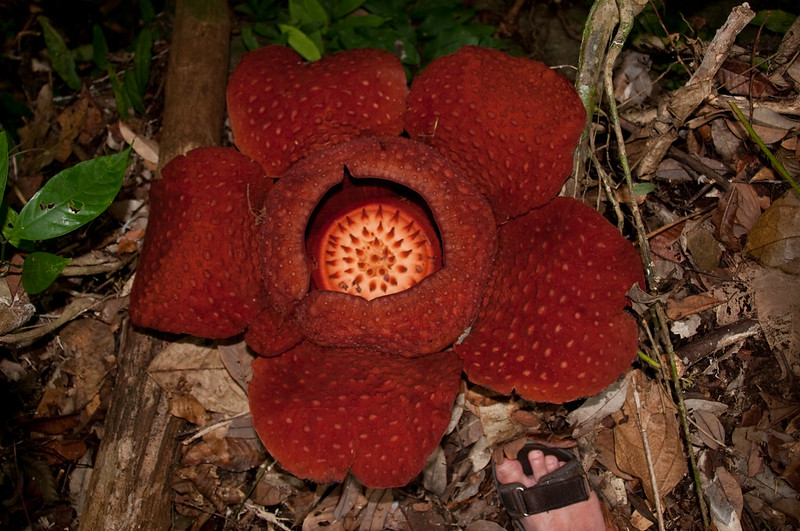 Rafflesia tuan-mudae - la plus grande fleur du monde Rafflesia tuan mudae la plus grande fleur du monde 2 Rafflesia-tuan-mudae–la-plus-grande-fleur-du-monde-2