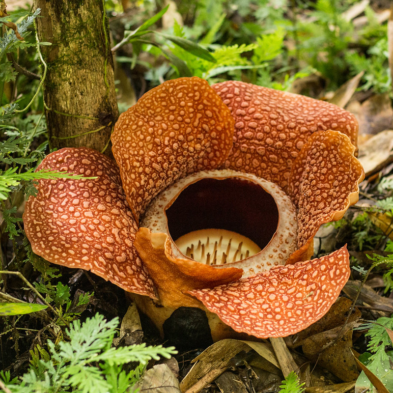 Rafflesia tuan-mudae - la plus grande fleur du monde Rafflesia tuan mudae la plus grande fleur du monde 3 Rafflesia-tuan-mudae–la-plus-grande-fleur-du-monde-3