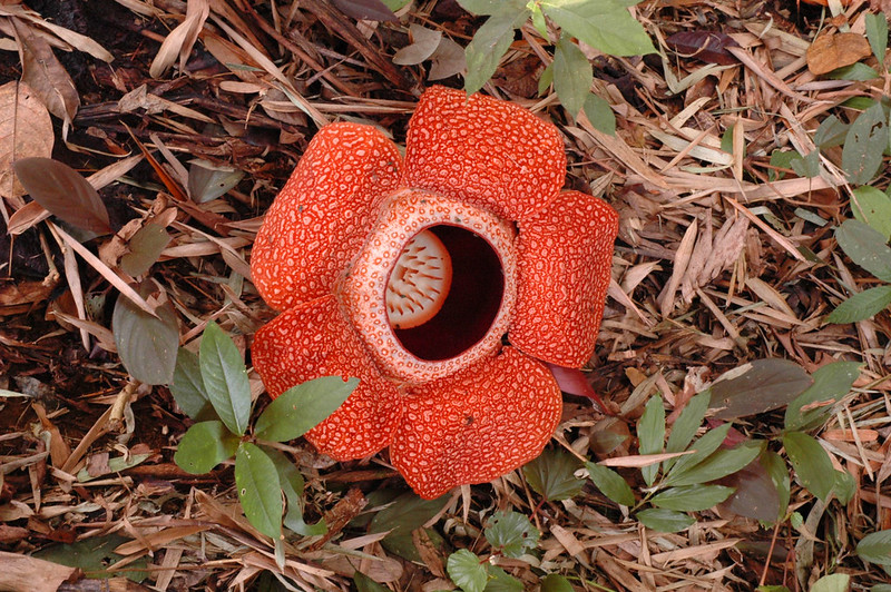 Rafflesia tuan-mudae - la plus grande fleur du monde Rafflesia tuan mudae la plus grande fleur du monde 4 Rafflesia-tuan-mudae–la-plus-grande-fleur-du-monde-4