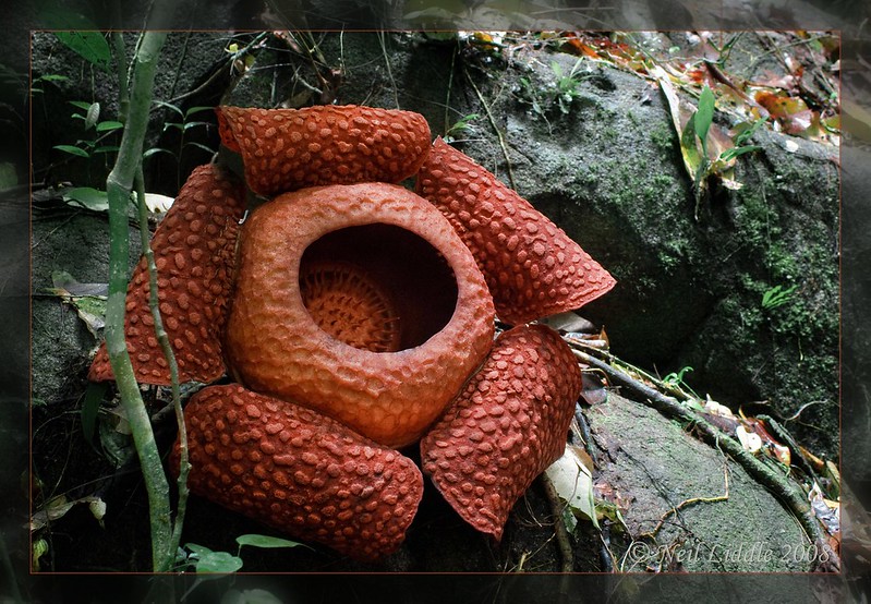 Rafflesia tuan-mudae - la plus grande fleur du monde Rafflesia tuan mudae la plus grande fleur du monde 5 Rafflesia