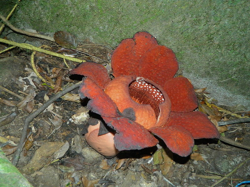 Rafflesia tuan-mudae - la plus grande fleur du monde Rafflesia tuan mudae la plus grande fleur du monde 6 Rafflesia-tuan-mudae–la-plus-grande-fleur-du-monde-6